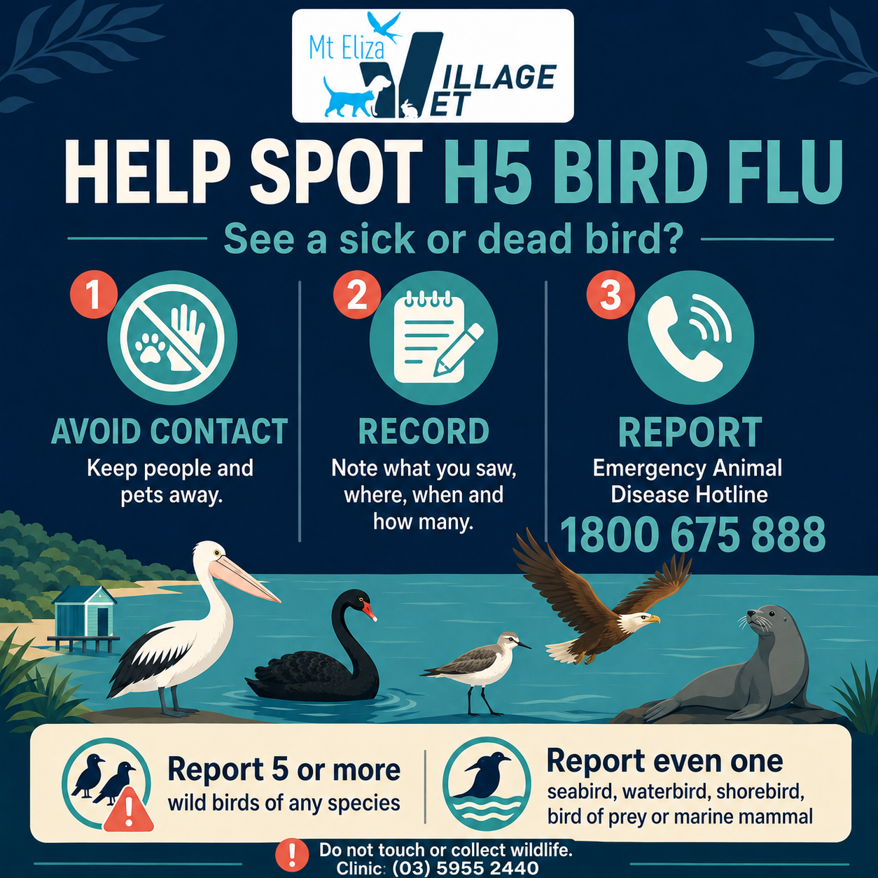 Help spot H5 bird flu: avoid contact, record what you saw, and report it to the Emergency Animal Disease Hotline on 1800 675 888